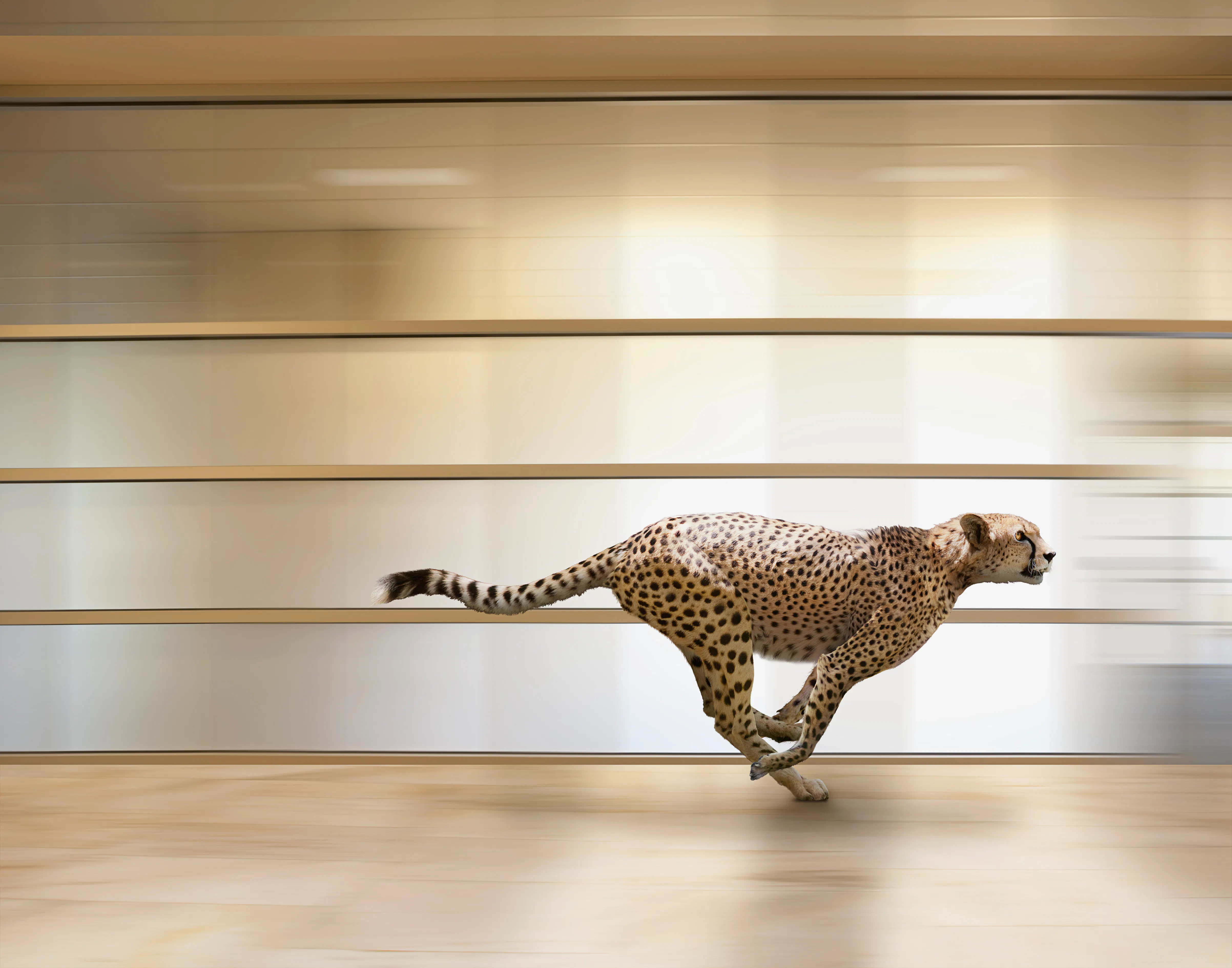 SAP Cloud ERP schnell einführen